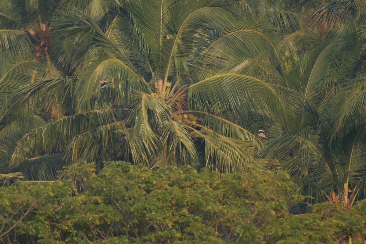 Common Hoopoe - ML647013307