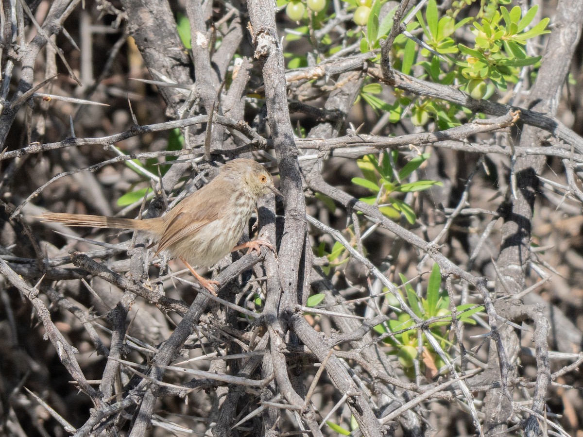 Karoo Prinia - ML647013309