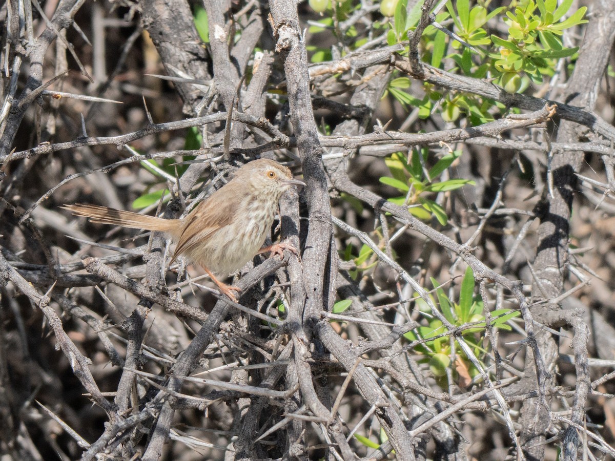 Karoo Prinia - ML647013310