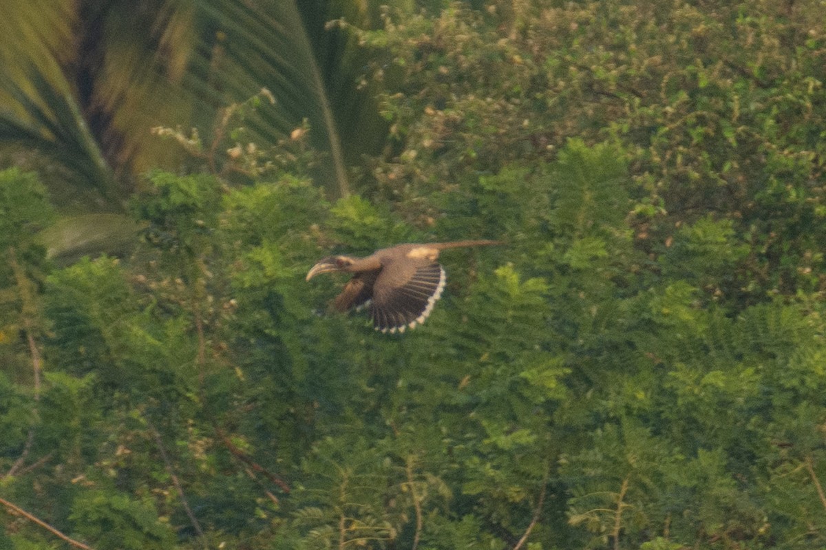 Indian Gray Hornbill - ML647013313