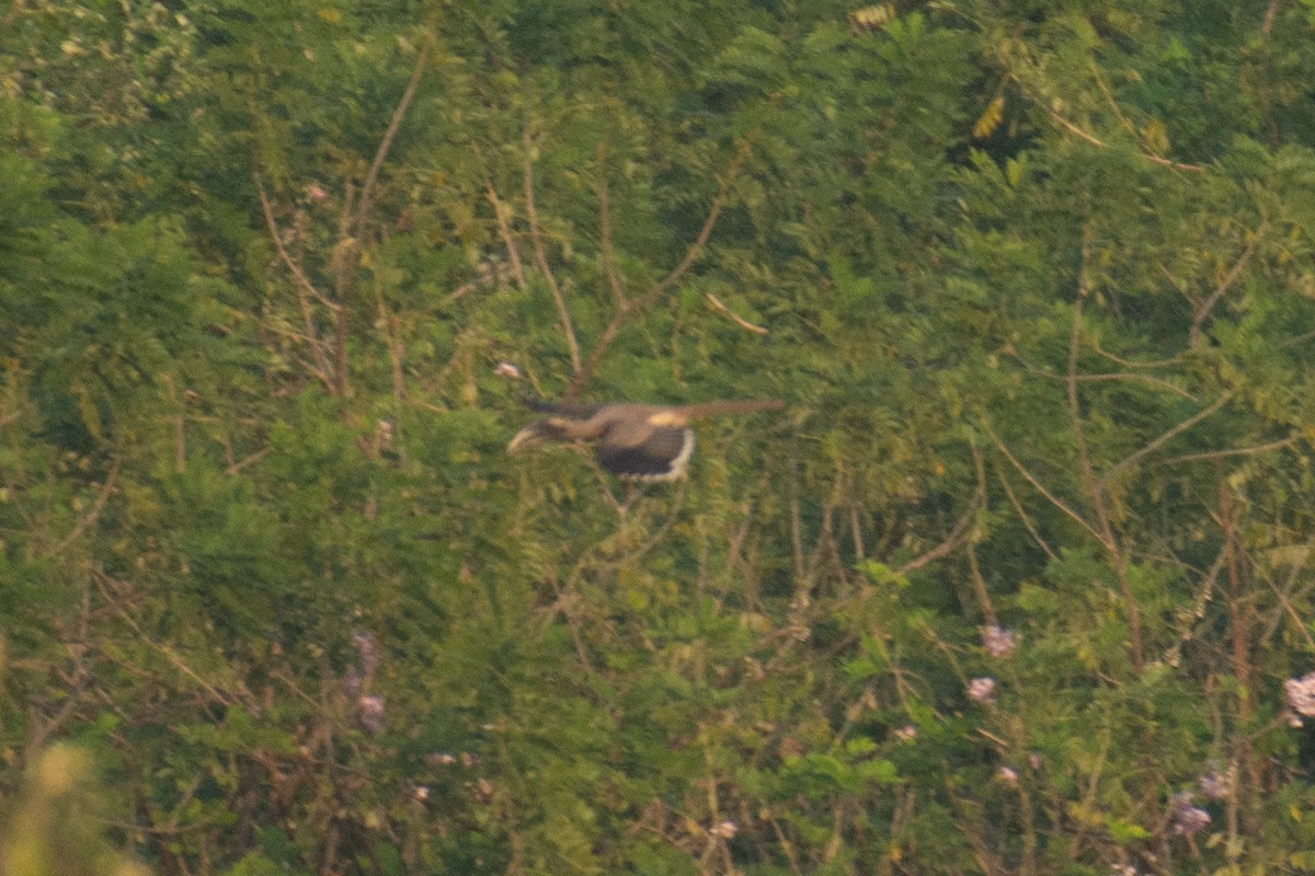 Indian Gray Hornbill - ML647013314