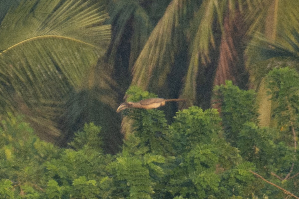 Indian Gray Hornbill - ML647013315