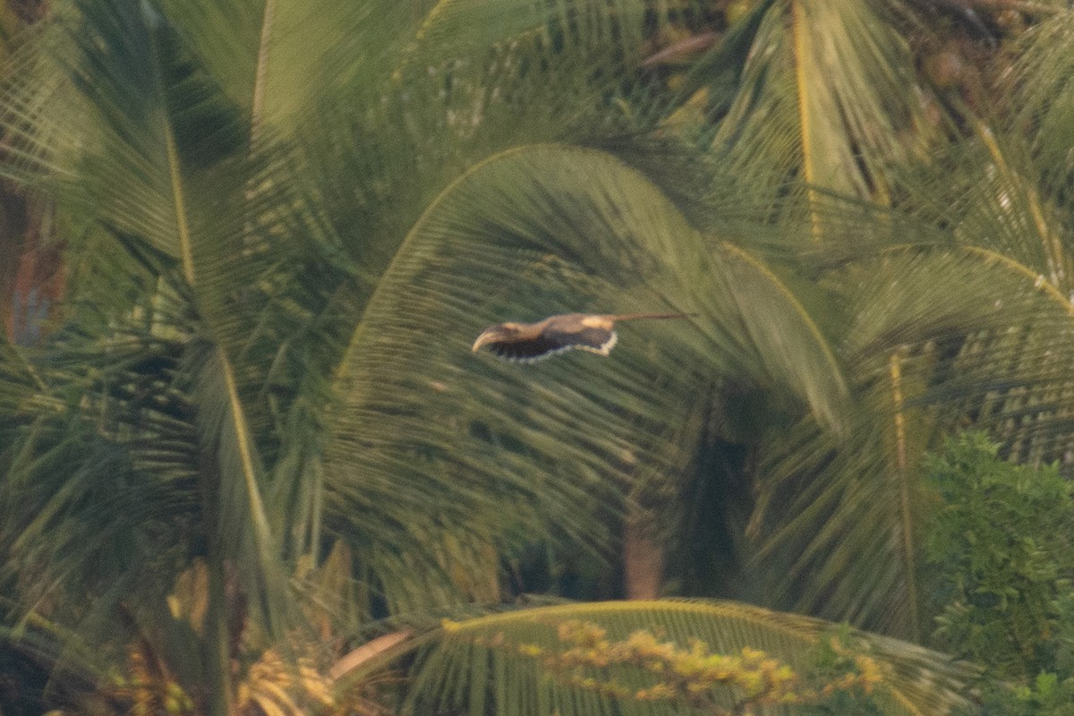 Indian Gray Hornbill - ML647013316