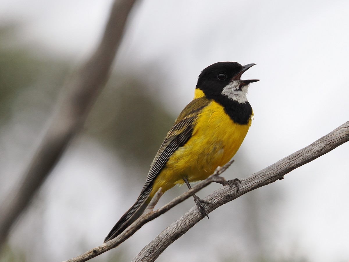 Golden Whistler - ML647013321