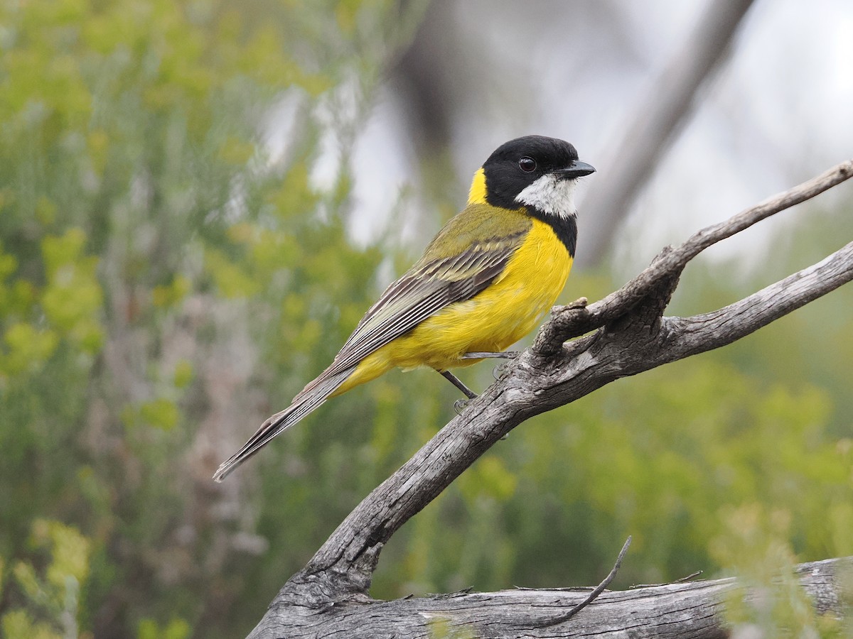Golden Whistler - ML647013322