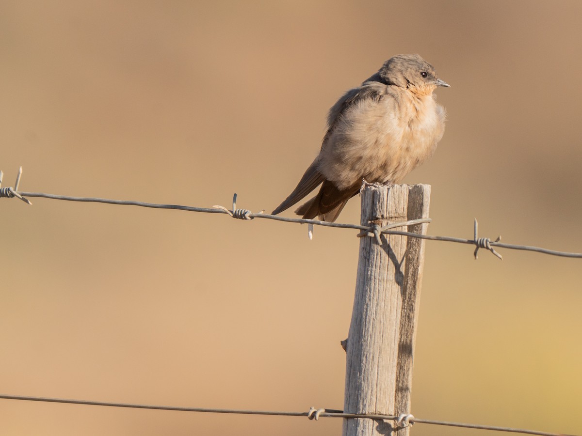 Southern Crag-Martin - ML647013332