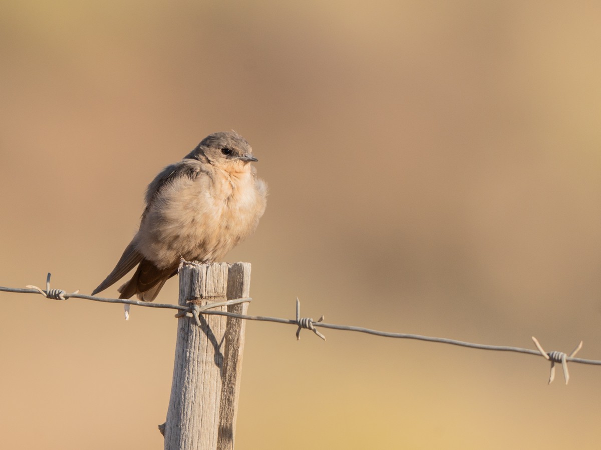 Southern Crag-Martin - ML647013333