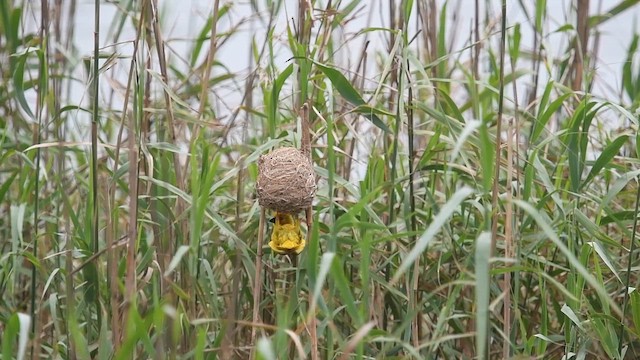 African Golden-Weaver - ML647013334
