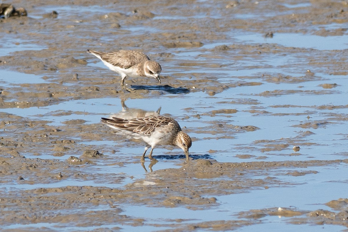 Sharp-tailed Sandpiper - ML647013335