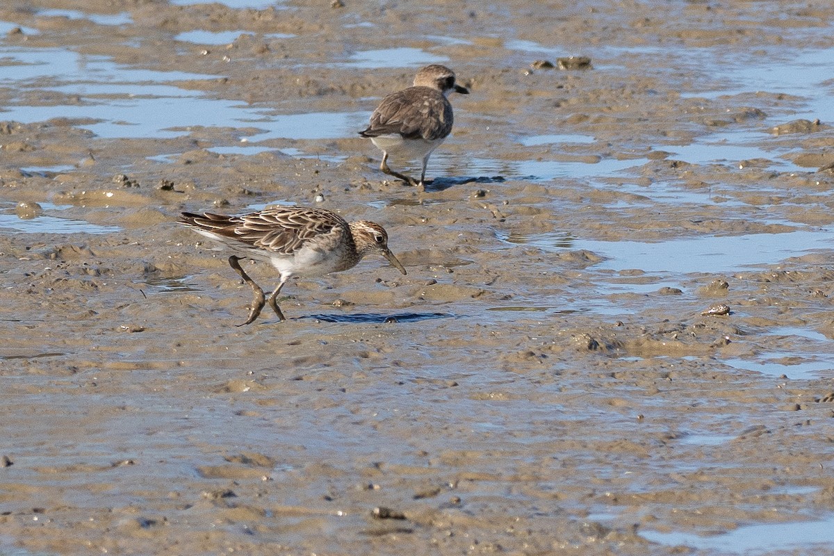 Sharp-tailed Sandpiper - ML647013336