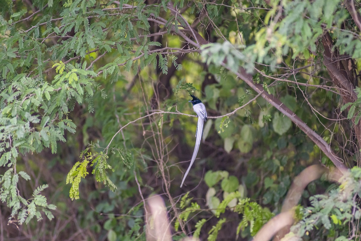 Indian Paradise-Flycatcher - ML647013337