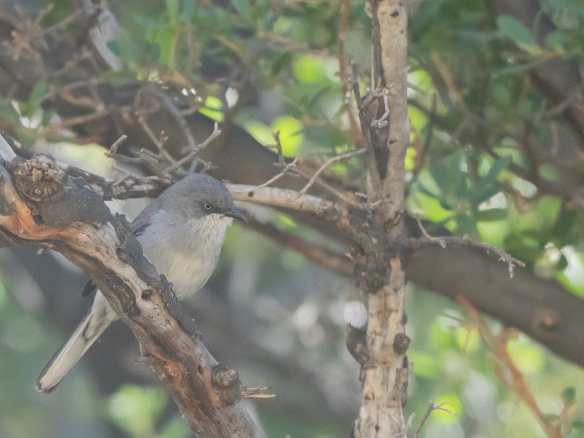 Layard's Warbler - ML647013339