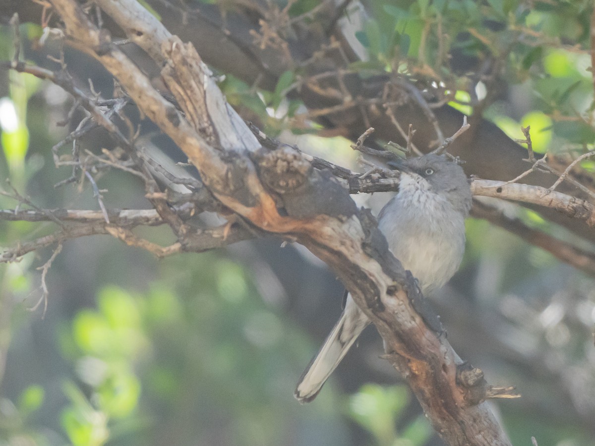 Layard's Warbler - ML647013340