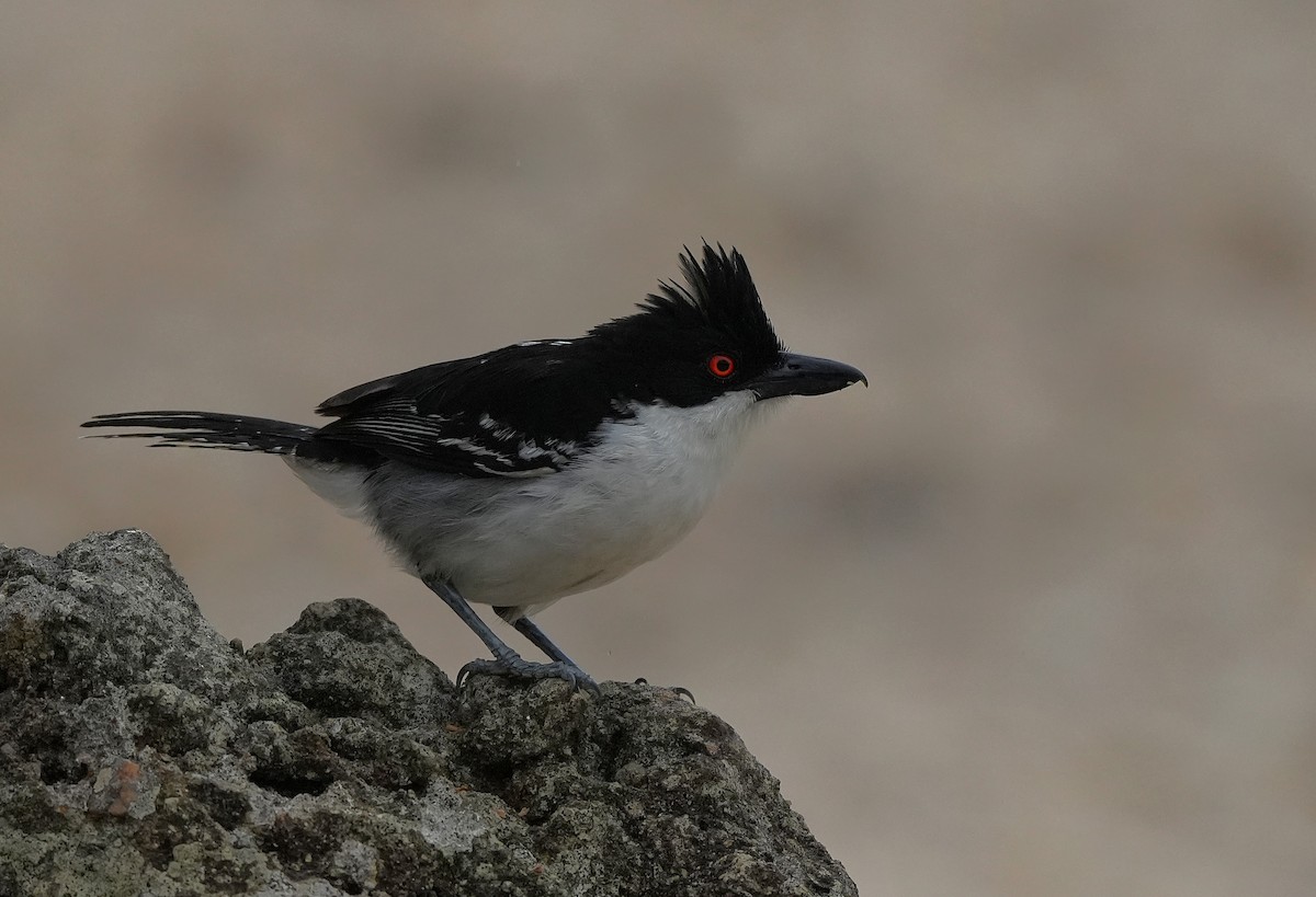 Great Antshrike - ML647013341