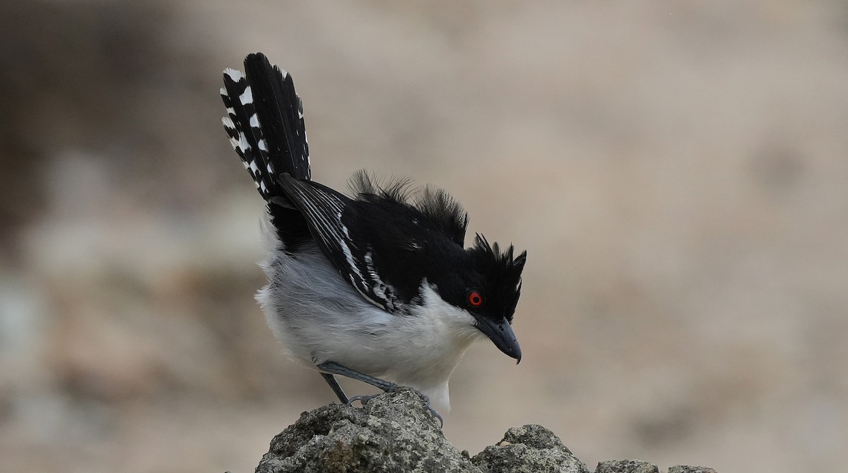 Great Antshrike - ML647013342