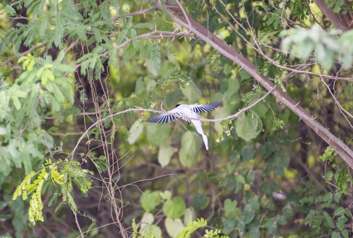 Indian Paradise-Flycatcher - ML647013343