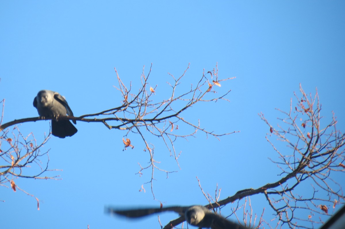 Eurasian Jackdaw - ML647013344