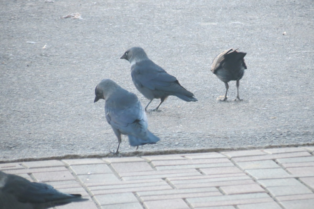 Eurasian Jackdaw - ML647013345