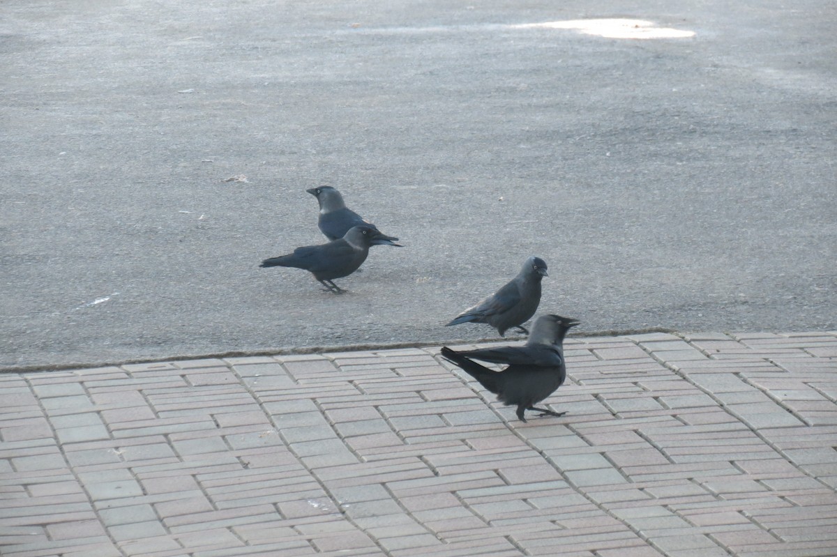 Eurasian Jackdaw - ML647013346