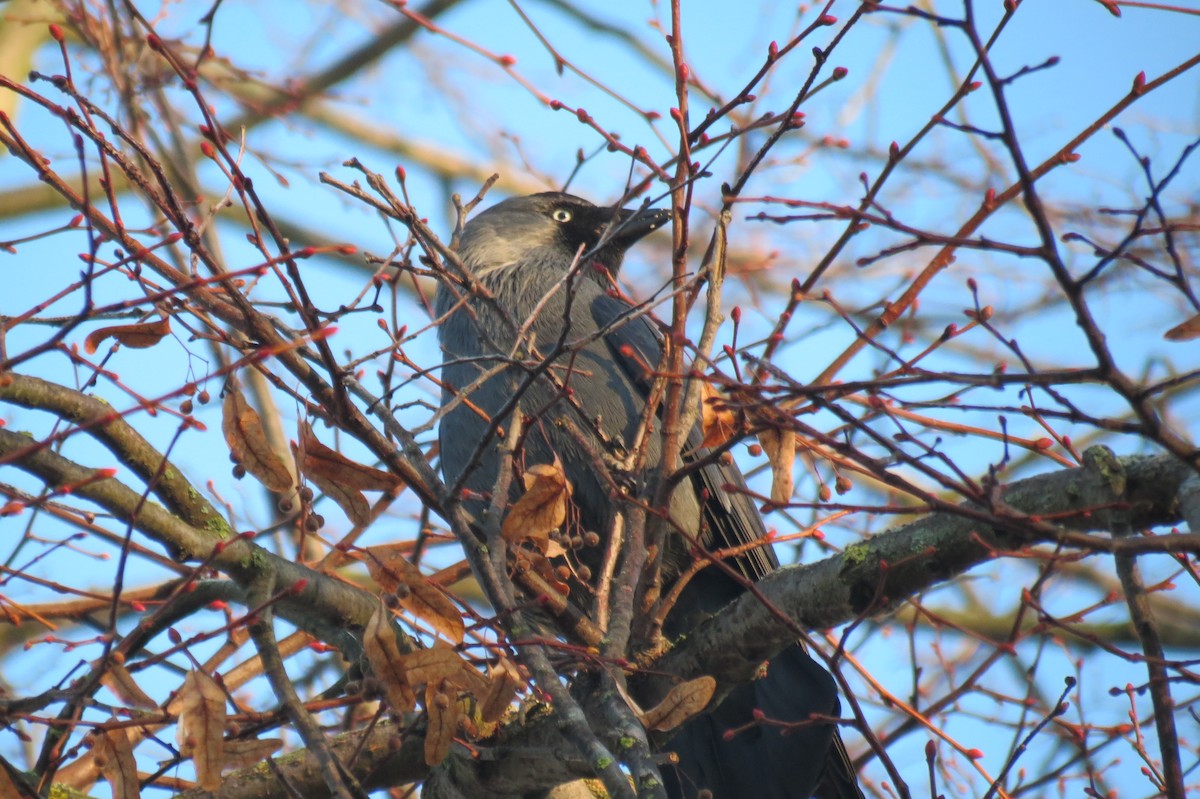 Eurasian Jackdaw - ML647013347