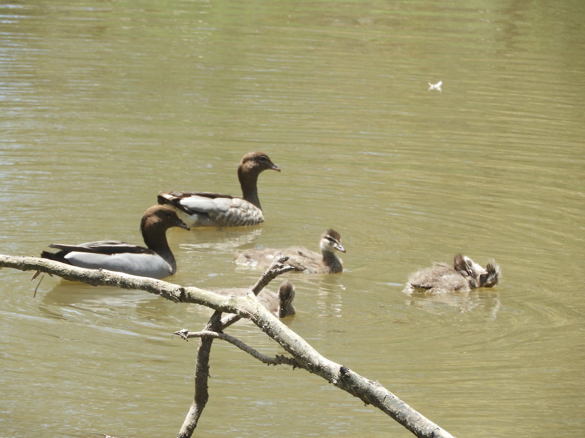 Maned Duck - ML647013348