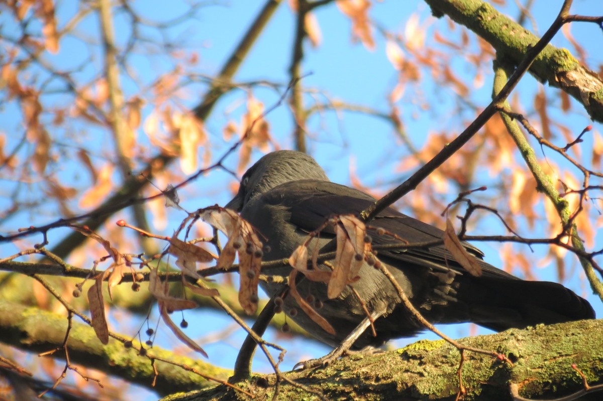 Eurasian Jackdaw - ML647013351