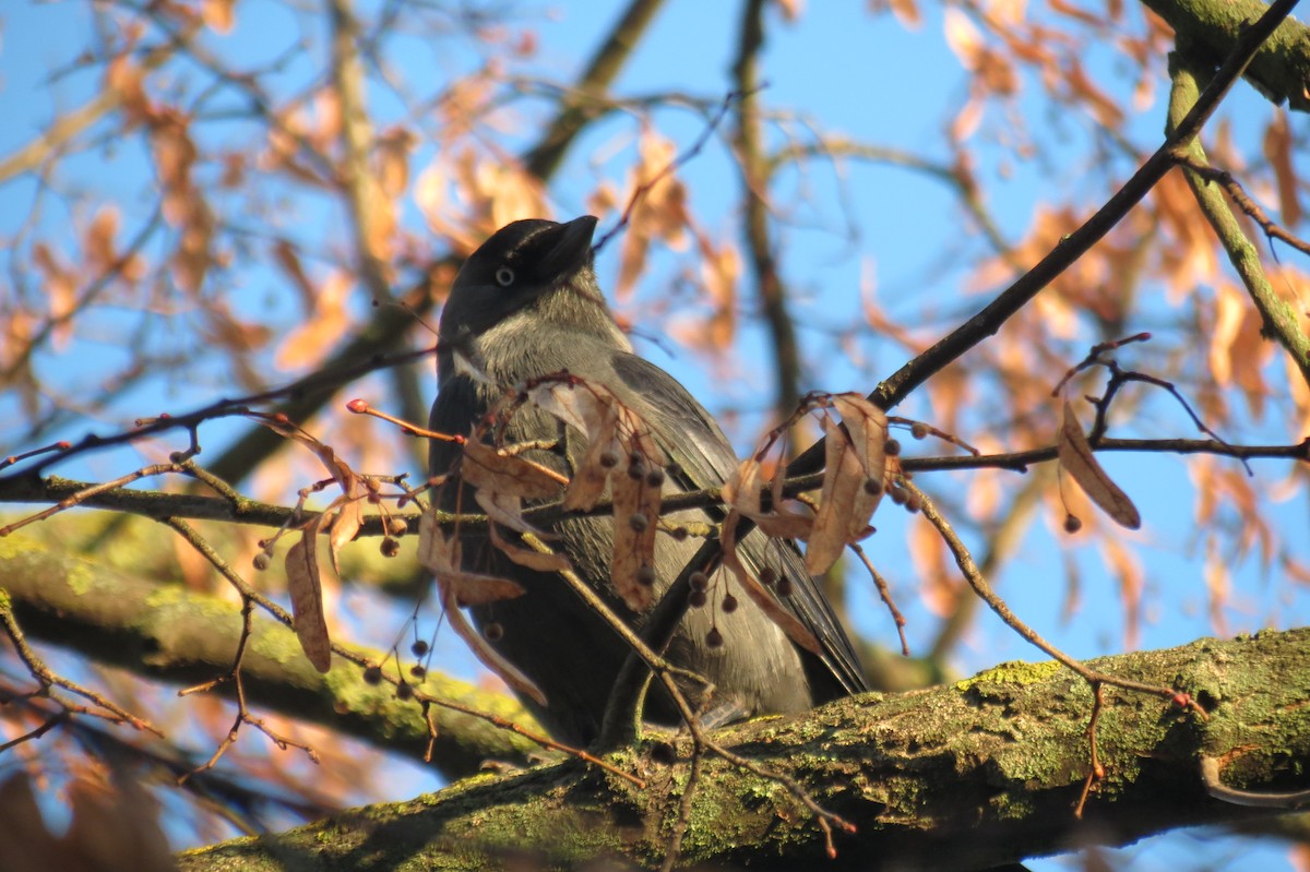 Eurasian Jackdaw - ML647013352