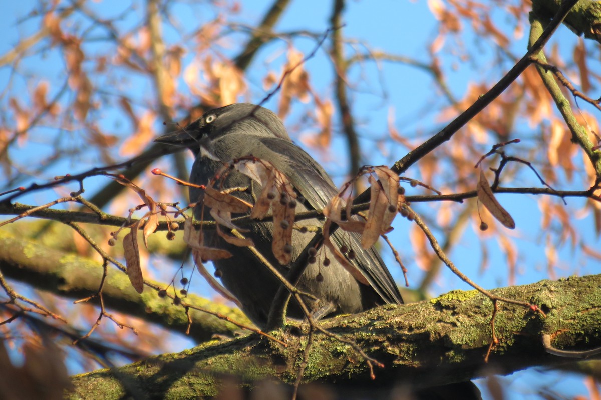 Eurasian Jackdaw - ML647013353