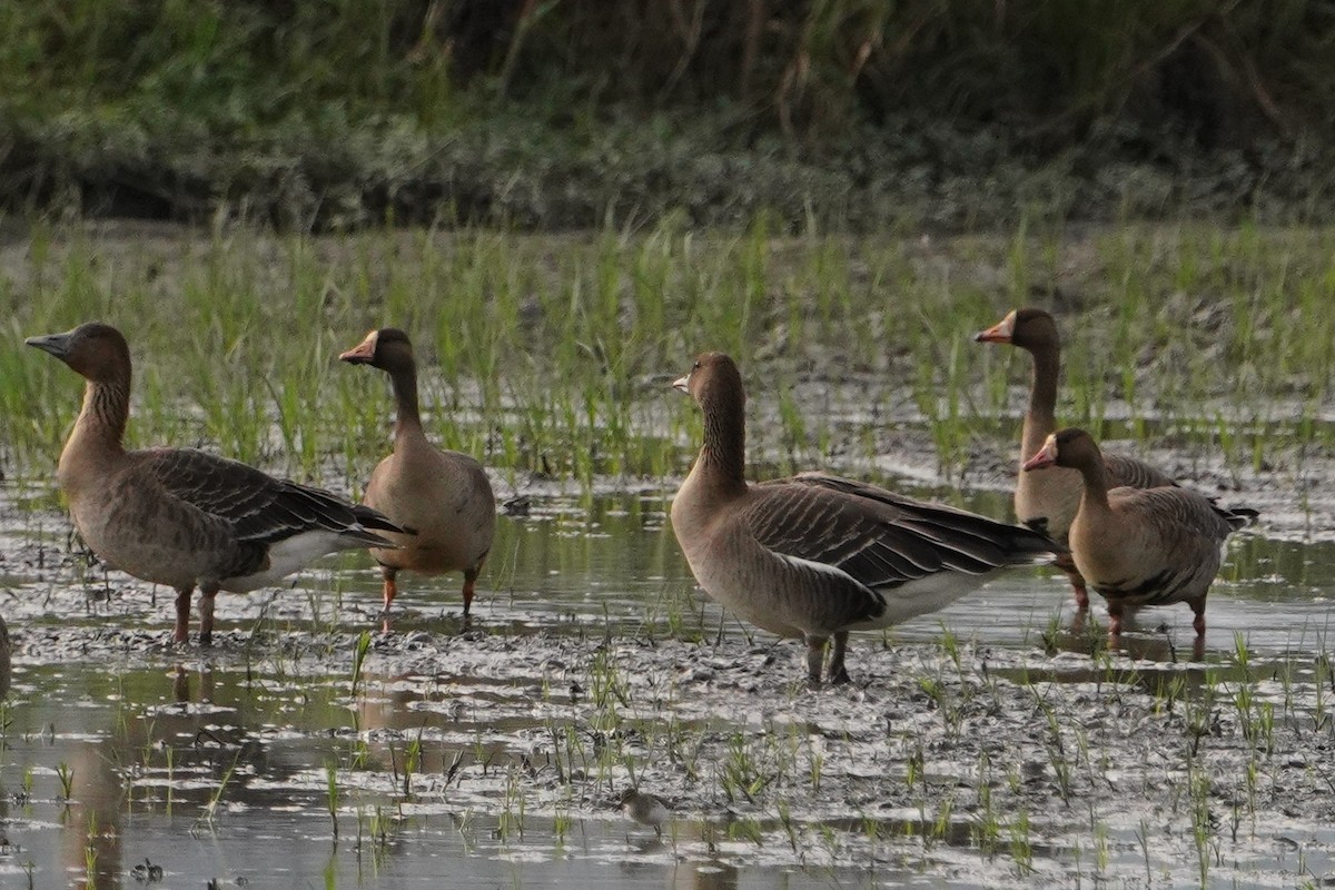 Greater White-fronted Goose - ML647013354