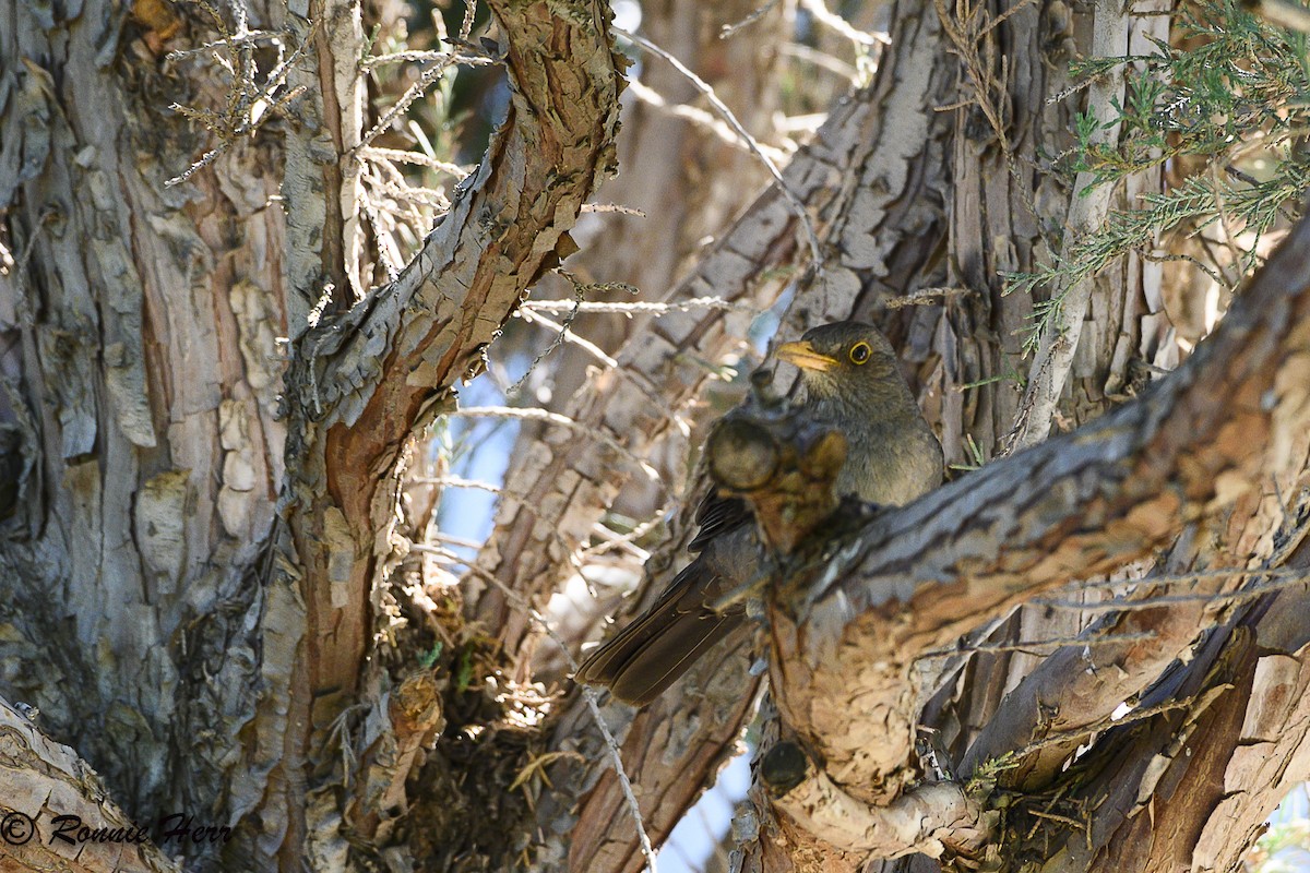 Karoo Thrush - ML647013355