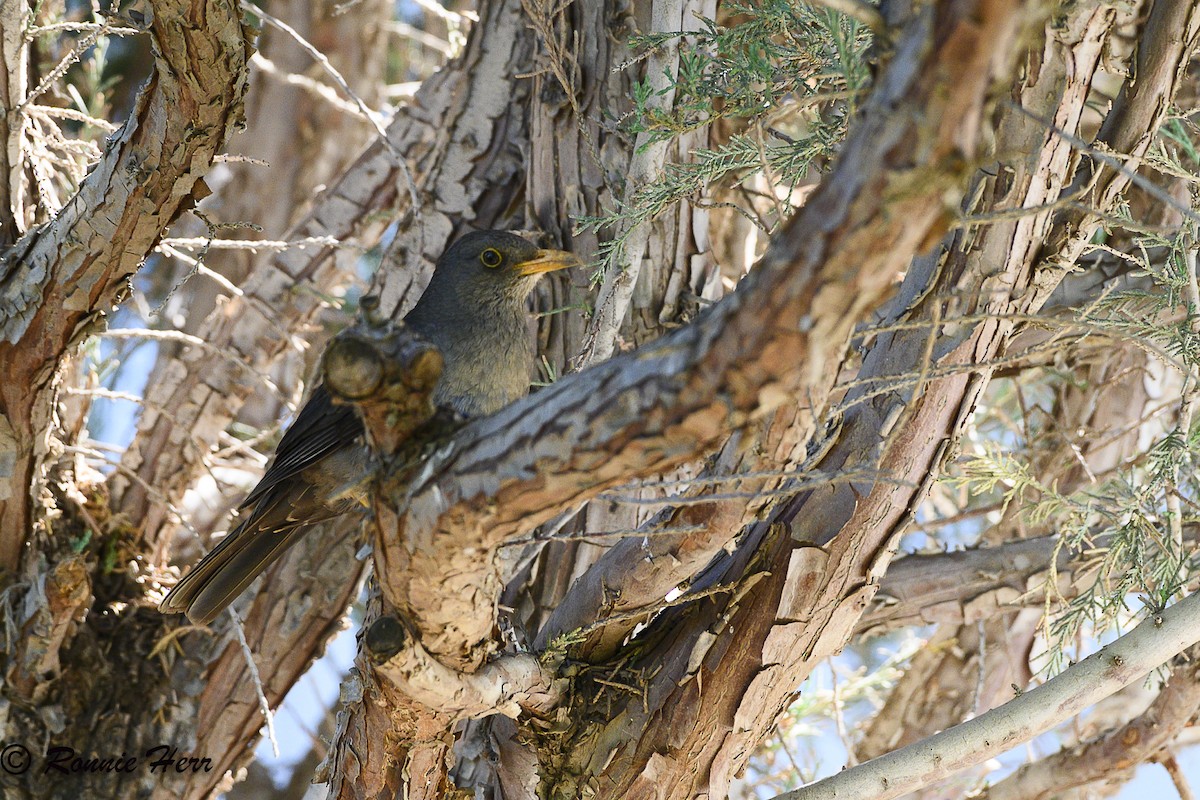 Karoo Thrush - ML647013356