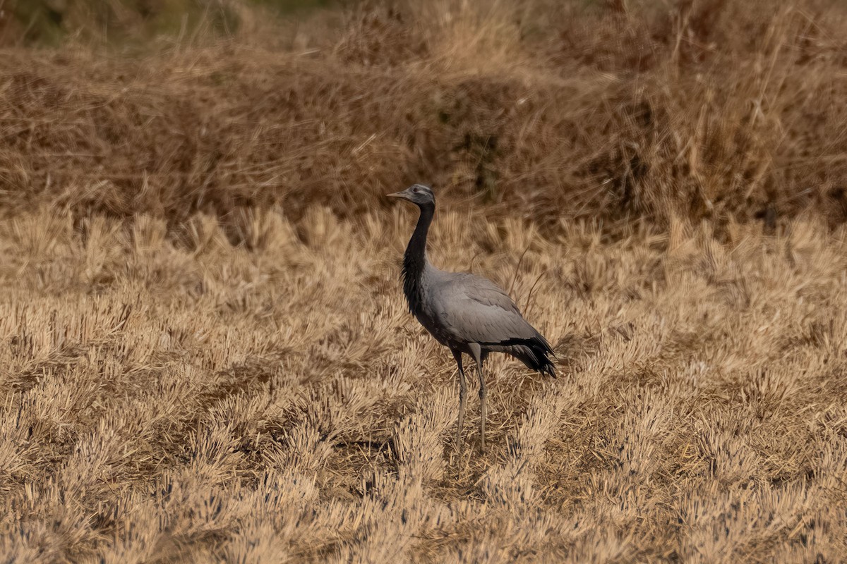 Telli Turna - ML647013357