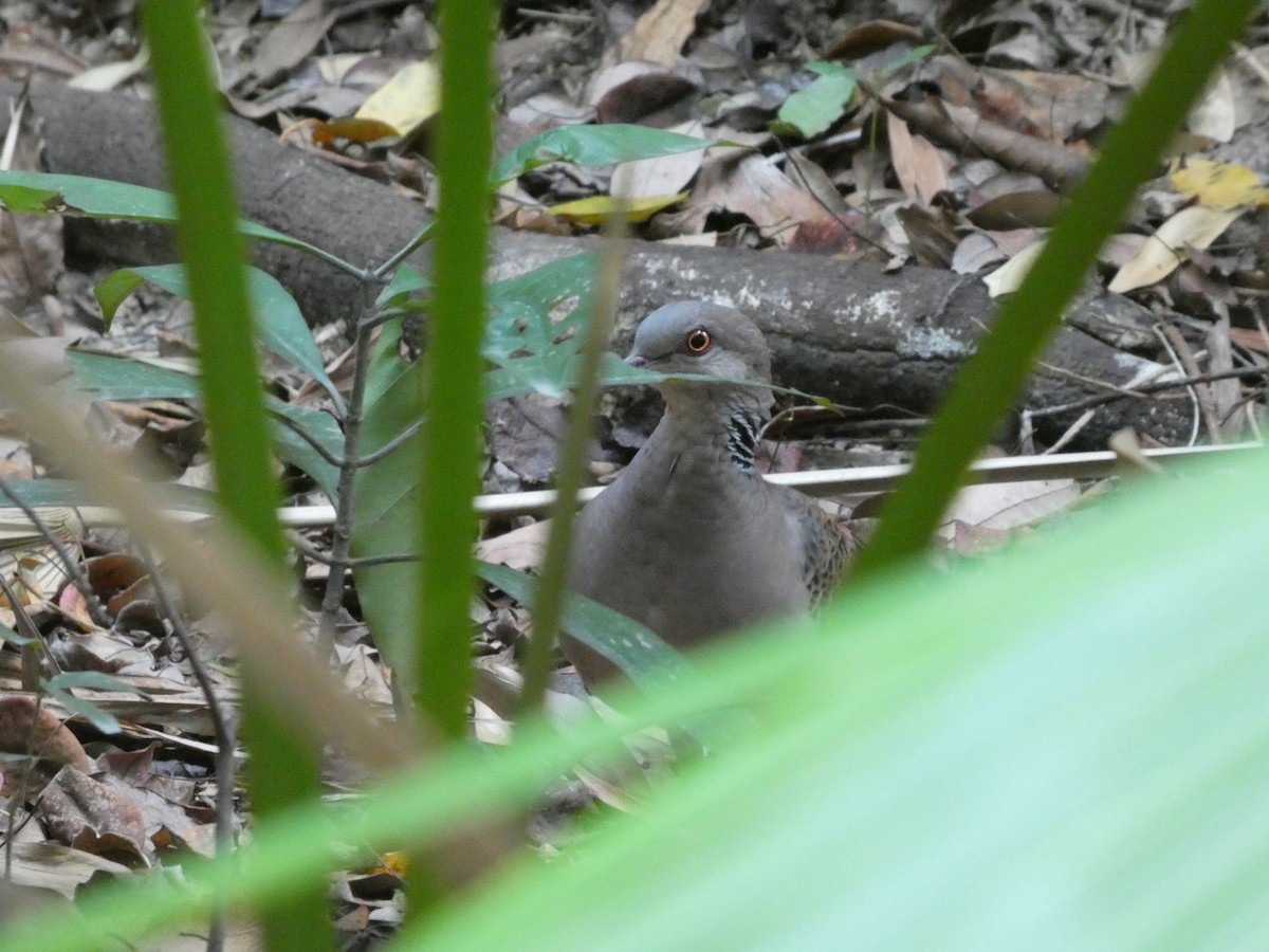 Oriental Turtle-Dove - ML647013358