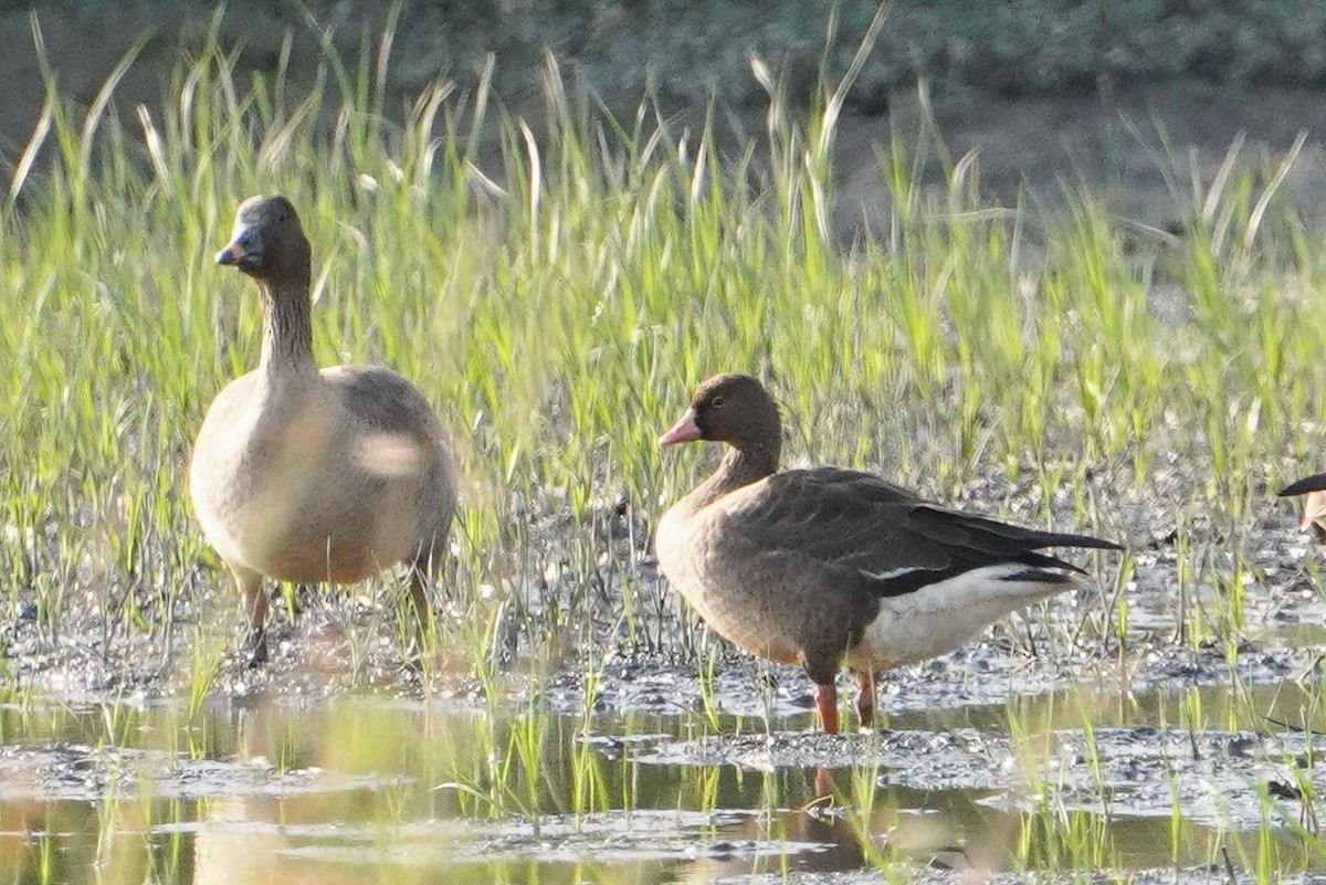 Lesser White-fronted Goose - ML647013360