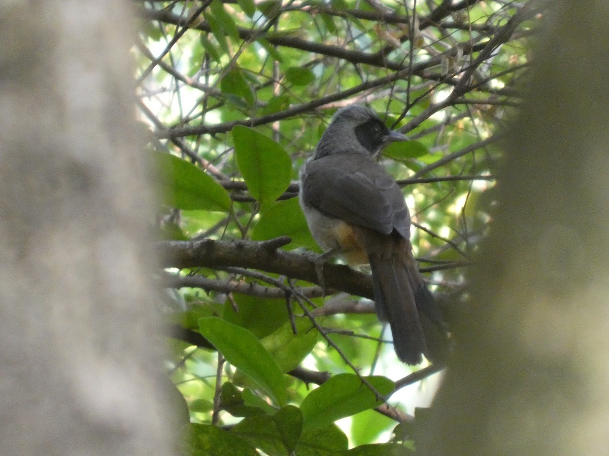 Masked Laughingthrush - ML647013366
