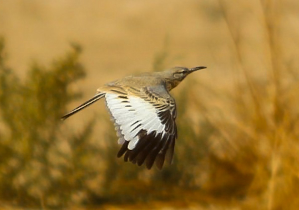 Greater Hoopoe-Lark - ML647013368