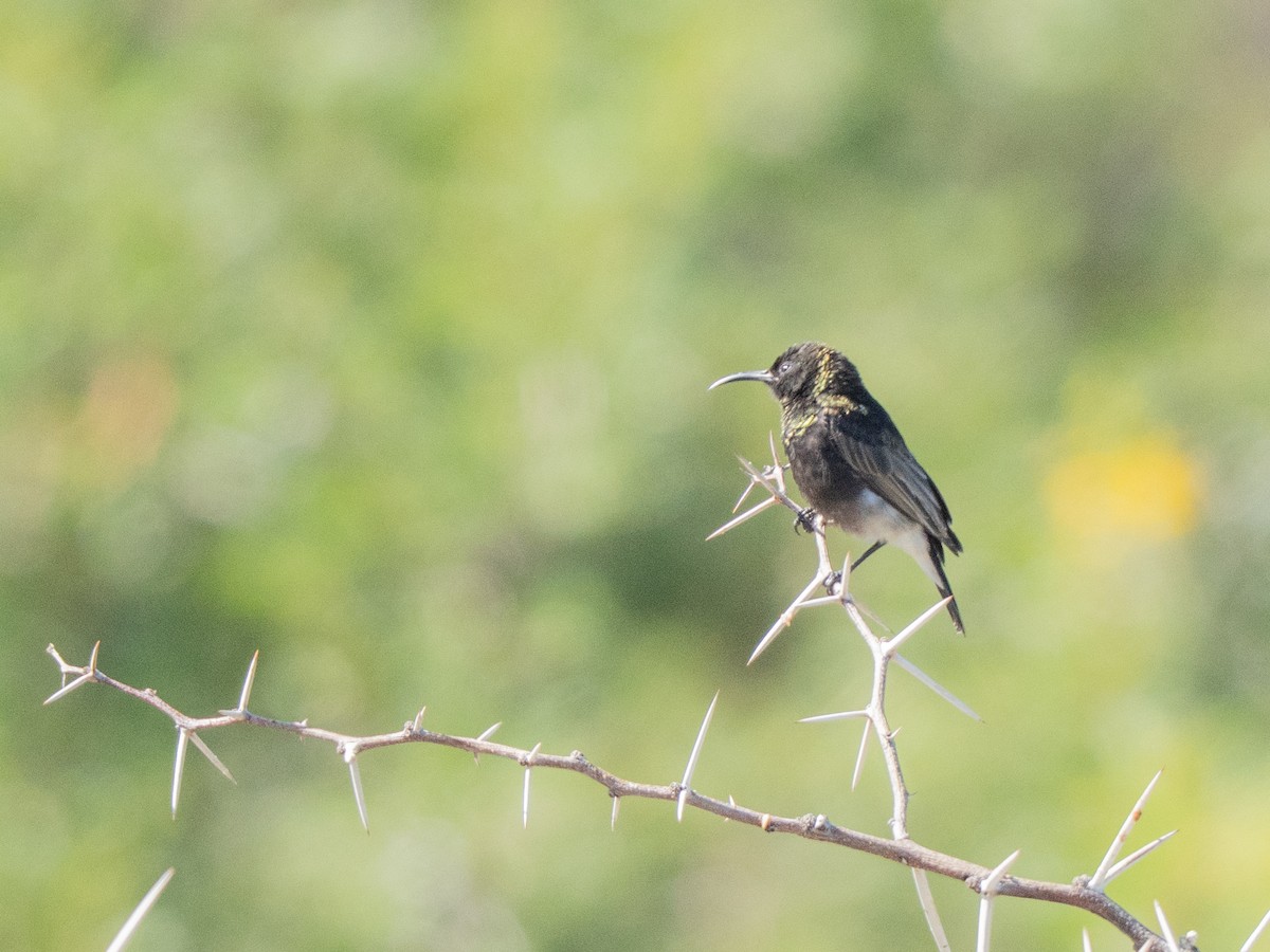 Dusky Sunbird - ML647013369