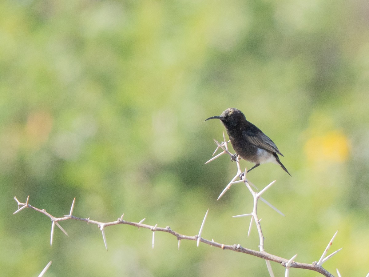 Dusky Sunbird - ML647013370