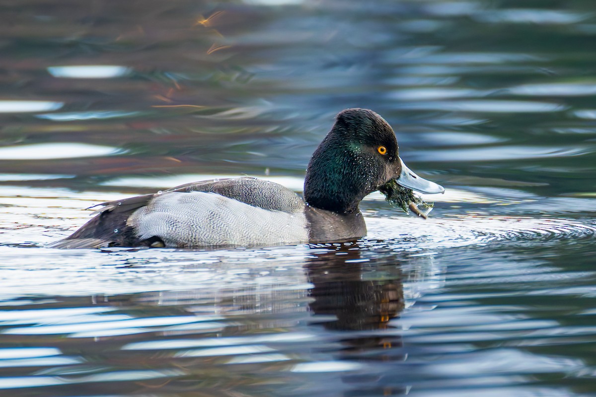 Porrón Acollarado x Bola (híbrido) - ML647013377