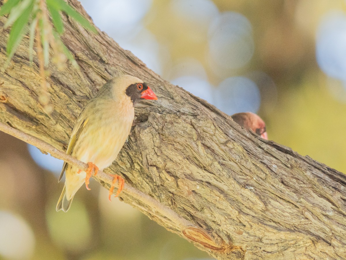 Red-billed Quelea - ML647013383