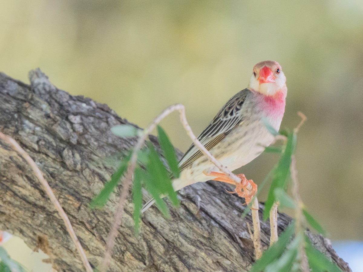 Red-billed Quelea - ML647013384