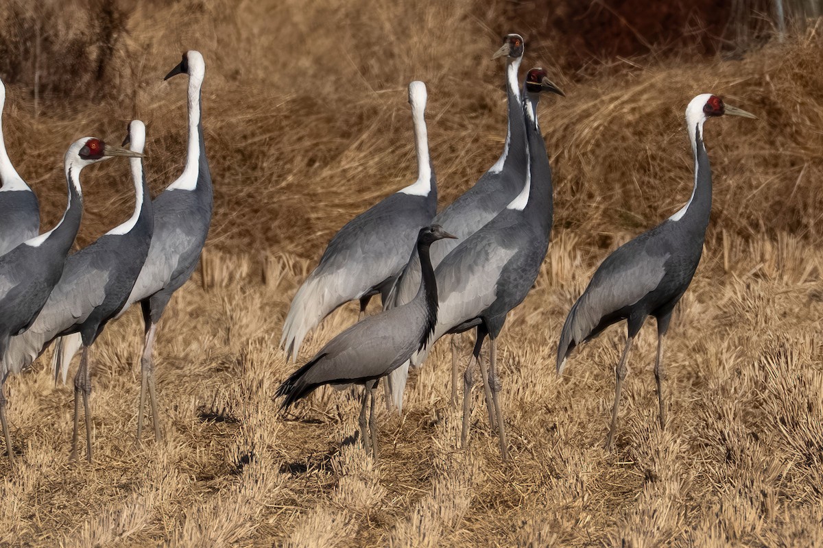 Telli Turna - ML647013385