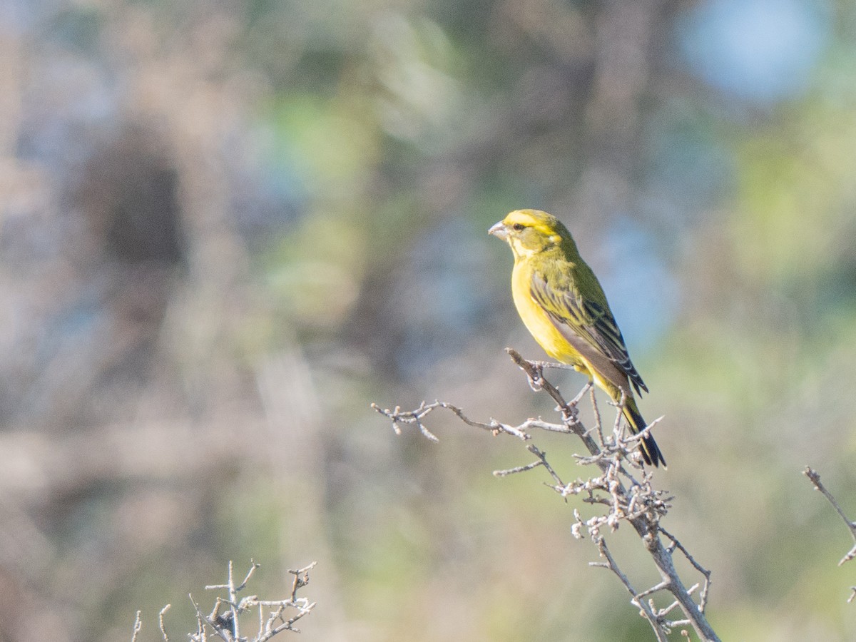 Yellow Canary - ML647013393