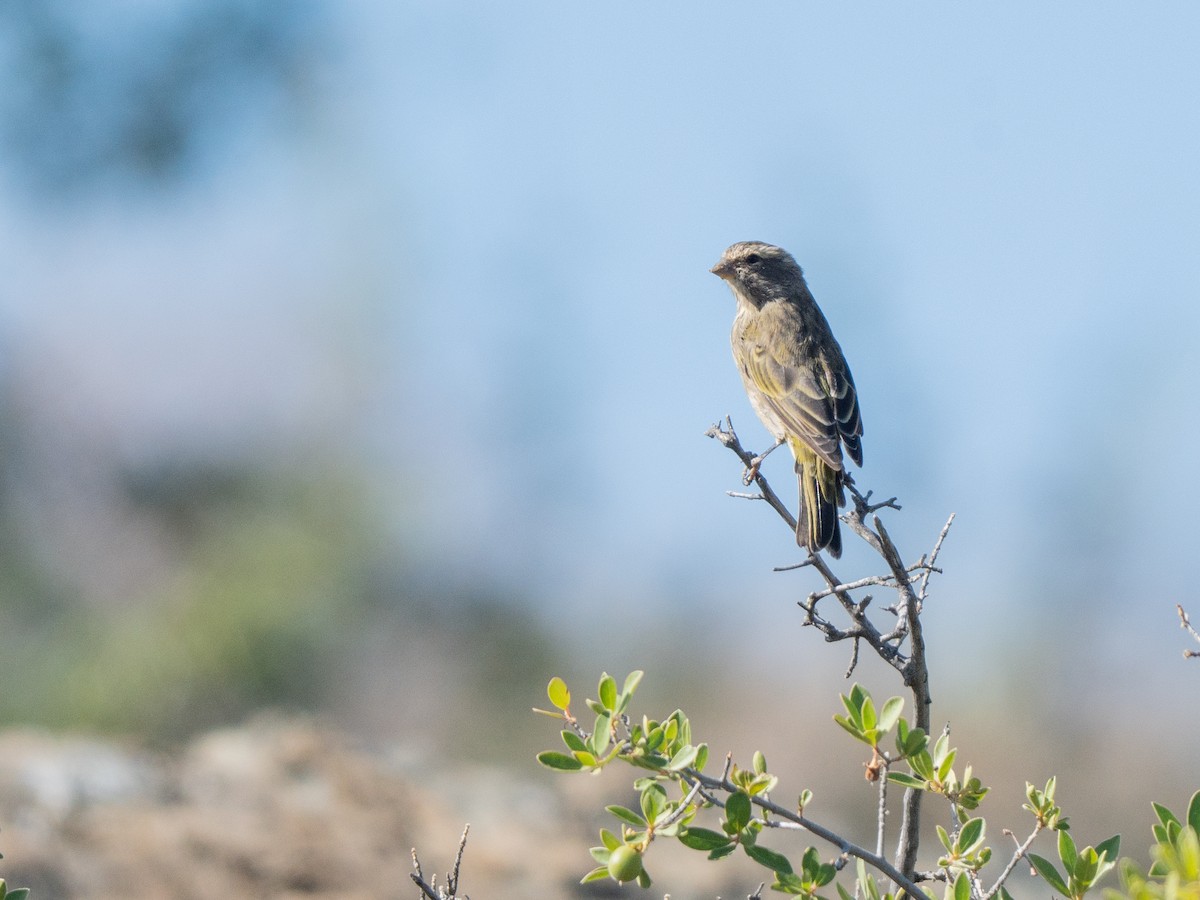 Yellow Canary - ML647013394