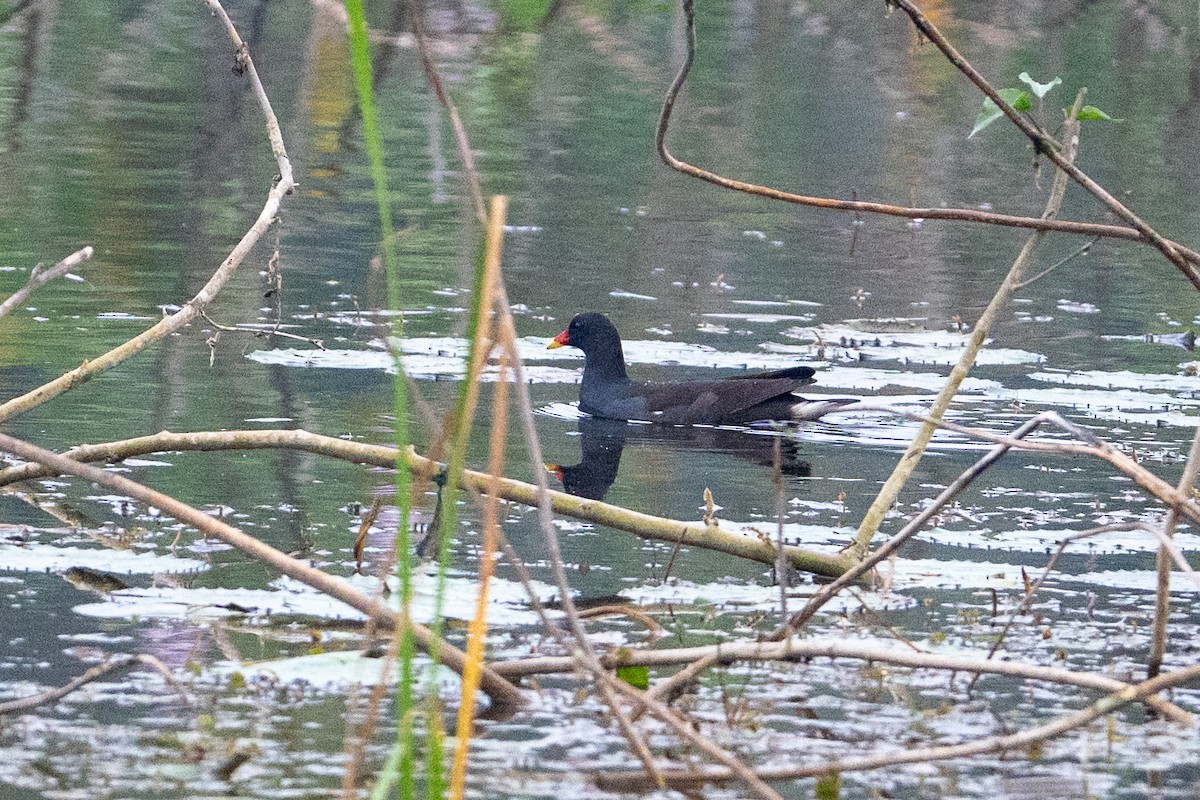 Gallinella d'acqua - ML647013395