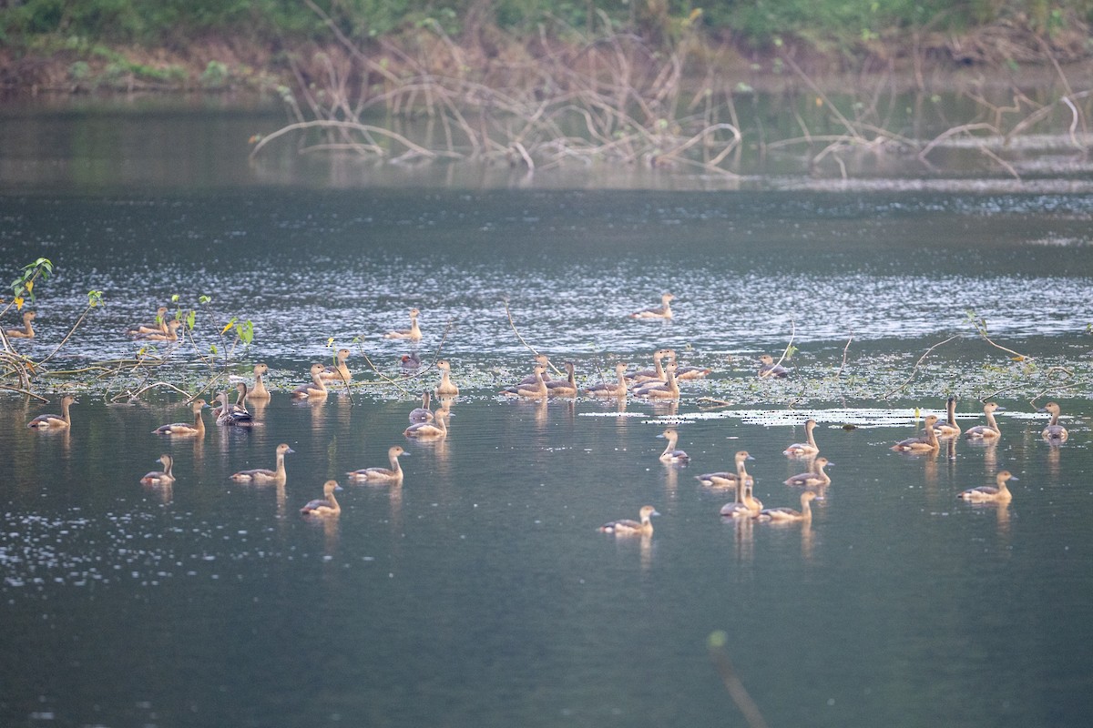 Lesser Whistling-Duck - ML647013398
