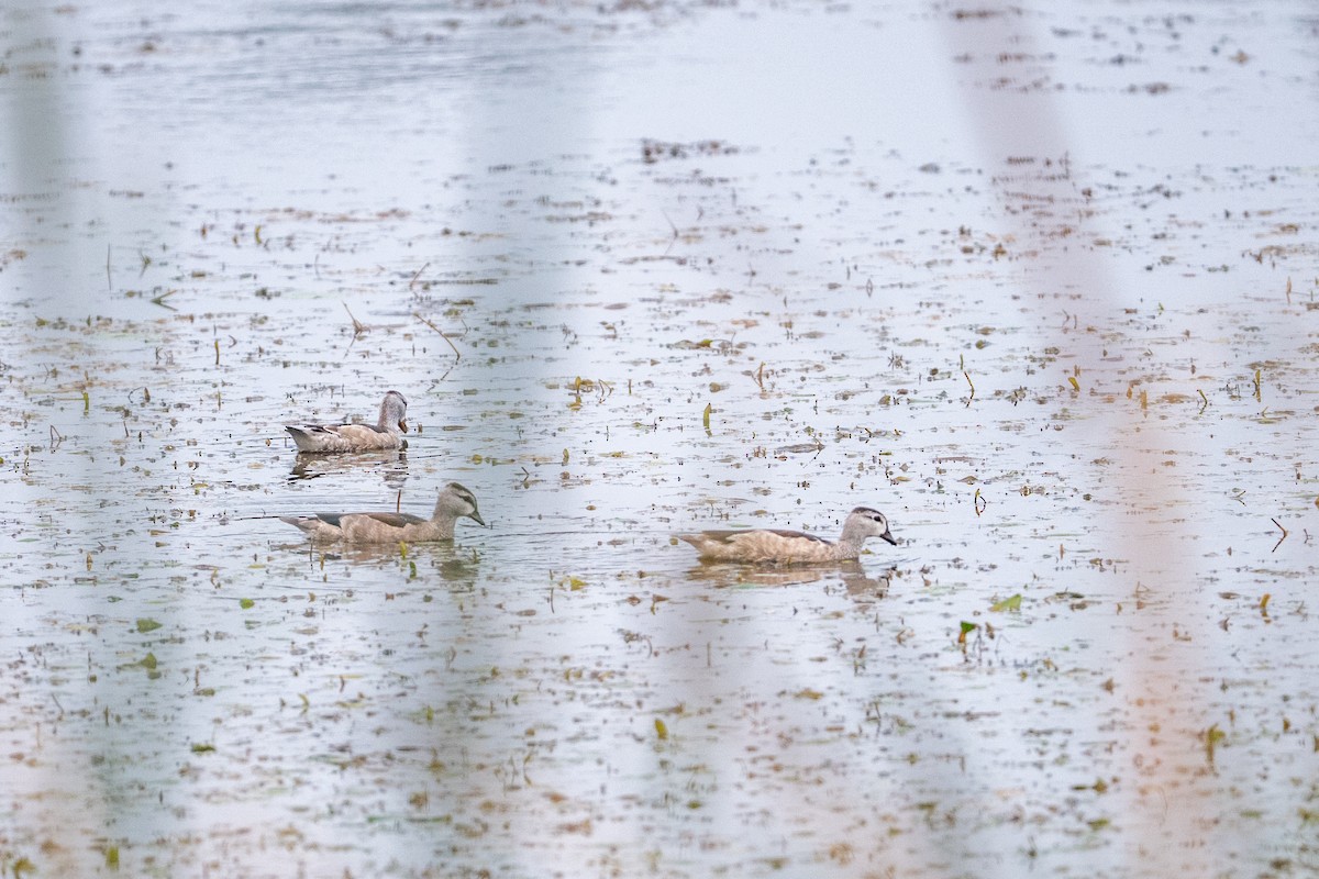 Cotton Pygmy-Goose - ML647013399