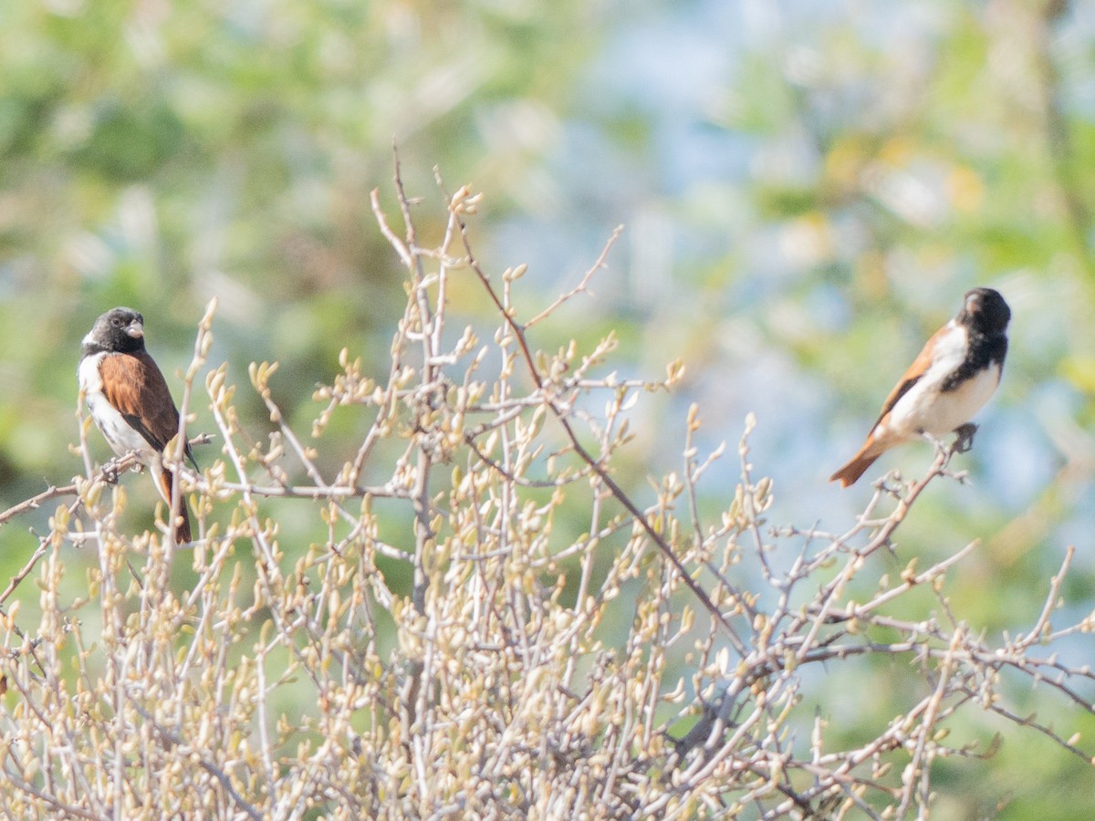 Black-headed Canary - ML647013408