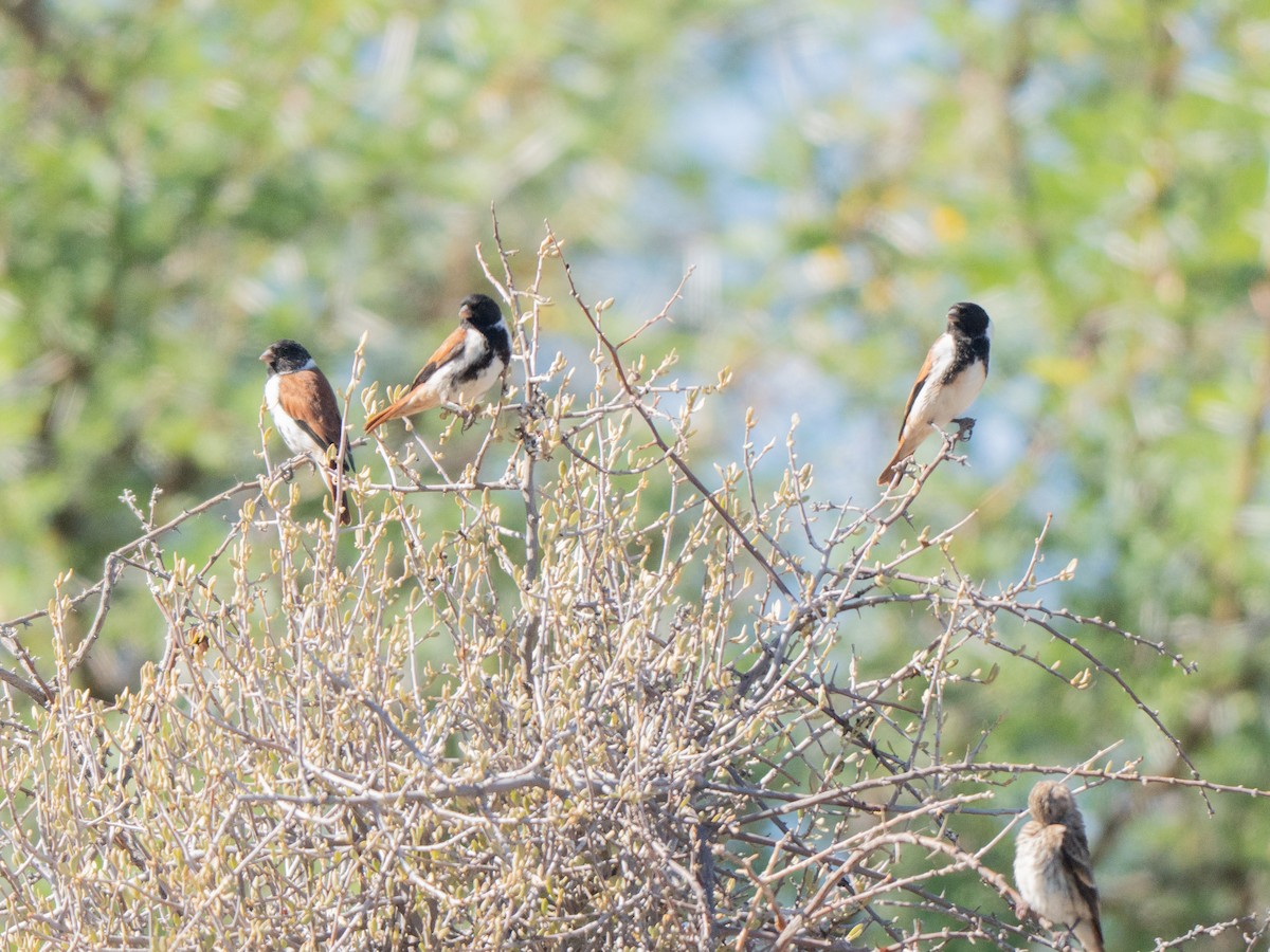 Black-headed Canary - ML647013409