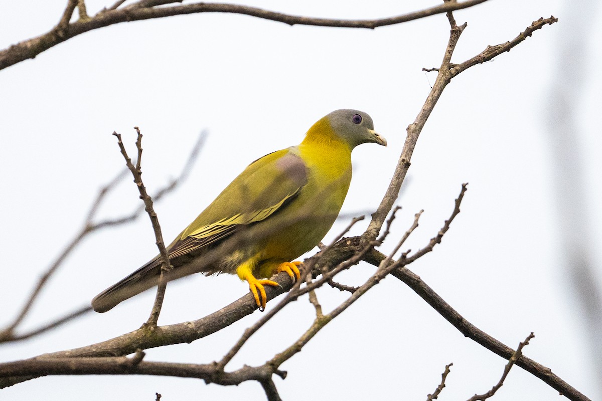 Yellow-footed Green-Pigeon - ML647013410